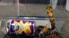 Reptiles Global Extinctions