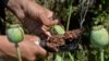 Seorang petani memanen getah opium di ladang opium di Distrik Darra-i-Nur, Proivinsi Nangarhar, Afghanistan, pada 10 Mei 2020. (Foto: AFP/Noorullah Shirzada)