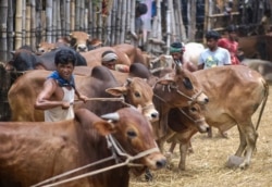 Sapi yang diperdagangkan di pasar sapi Gabtoli menjelang Idul Adha di Dhaka, Bangladesh, Jumat, 16 Juli 2021. (AP)