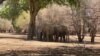 Zimbabwe yakanusha nia ya kupeleka ndovu China