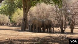 Ndovu kwenye mbuga ya kitaifa ya Mana, Zimbabwe